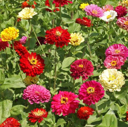 Zinnia ‘State Fair’