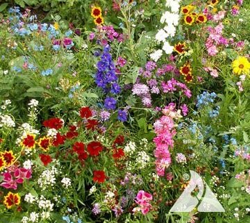 Annuals for Sun Mix