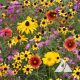 Northeast Native Wildflower Mix