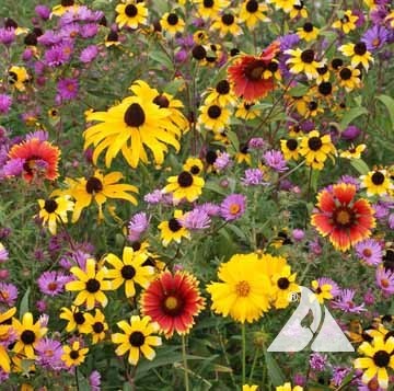 Northeast Native Wildflower Mix