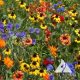 Southeast Wildflower Seed Mix