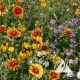 Western Wildflower Mix