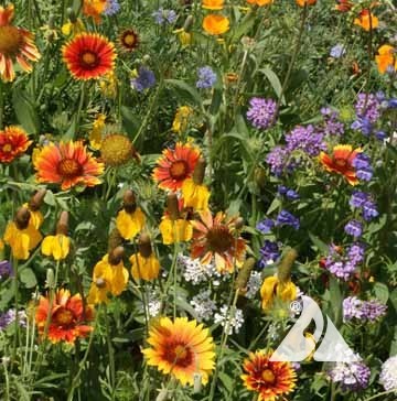 Western Wildflower Mix