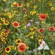 High Plains Native Wildflower Mix