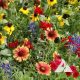 Texas Oklahoma Wildflower Mix