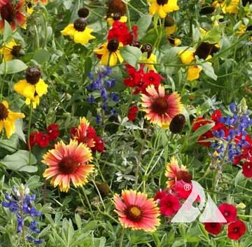 Texas Oklahoma Wildflower Mix