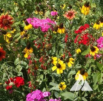 Southeast Native Wildflower Mix