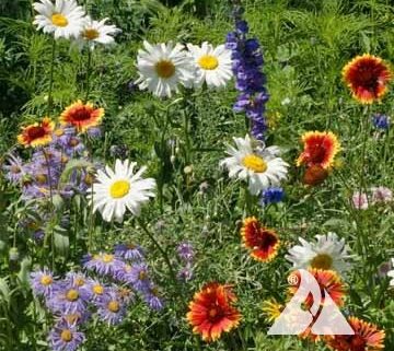 Mountain Wildflower Mix