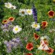 Mountain Wildflower Mix