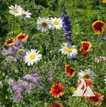 Regional Wildflower Seed Mixes