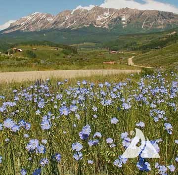 Regional Native Wildflower Seed Mixes