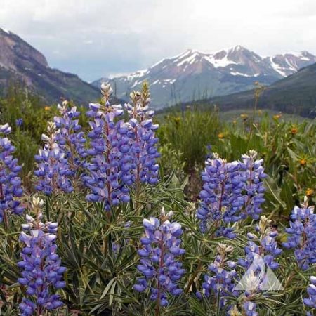 Regional Native Seed Mixes for Pollinators