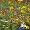 Midwest Wildflower Mix