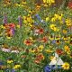 Midwest Wildflower Mix