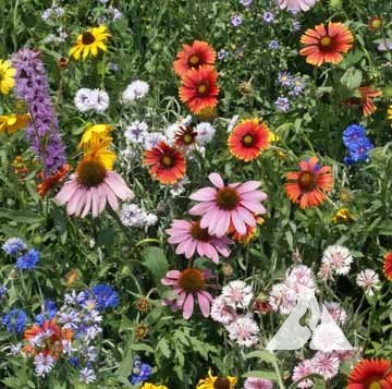 Northeast Wildflower Mix