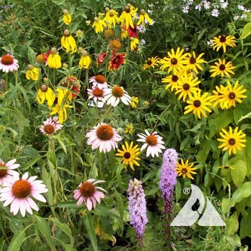 Native Perennial Mix