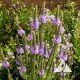 Short Prairie Flower Mix