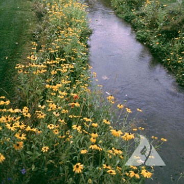 Wet Meadow Mixture