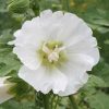 Hollyhocks