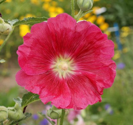 Hollyhocks