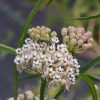 Mexican Whorled Milkweed