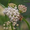 Mexican Whorled Milkweed