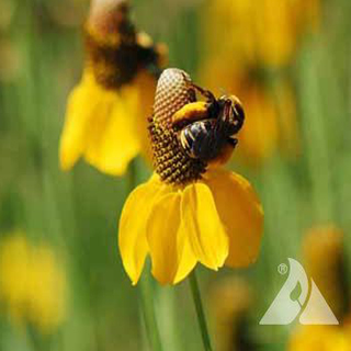 Flowers for Pollination