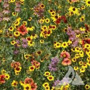 Eastern Pollinator seed mixture