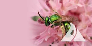 Green Sweat Bee