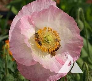 Honey Bees on Corn Poppy