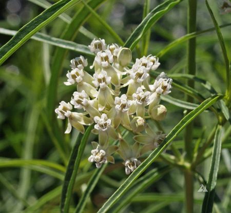 Mexican Whorled Milkweed