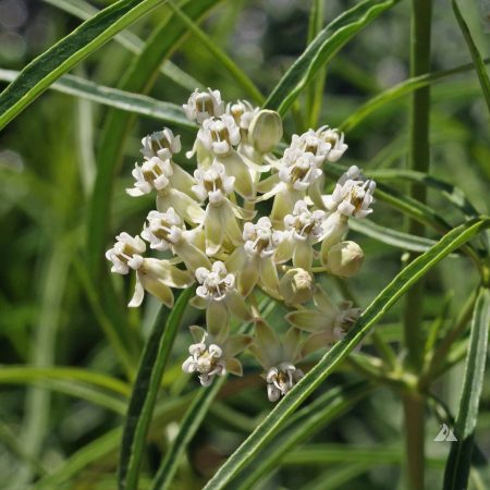 Mexican Whorled Milkweed