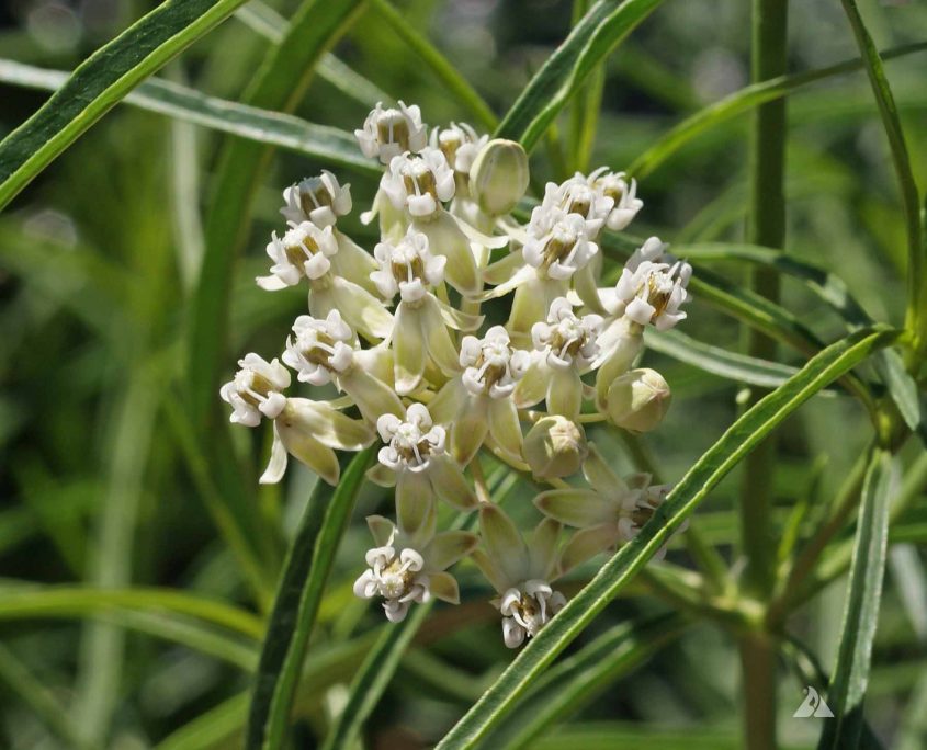 Mexican Whorled Milkweed