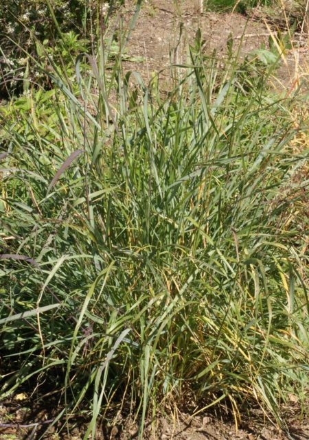 Switchgrass Dacotah PVDA-902