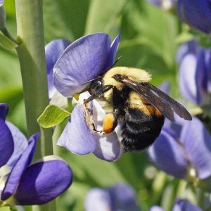 Insect Pollinators