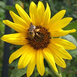 Bee Pollination