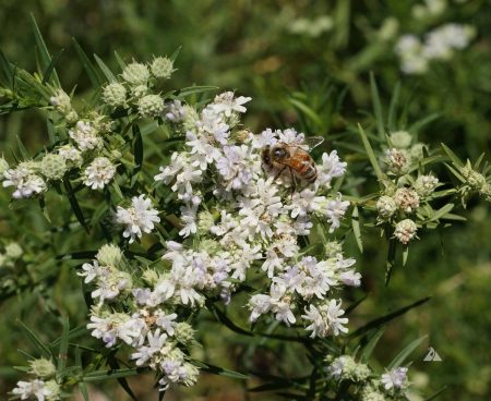 Slender Mountain Mint