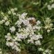 Slender Mountain Mint