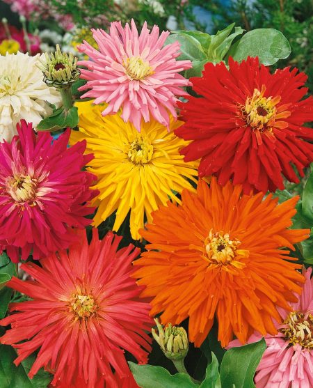 Zinnia ‘Cactus Flowered Mix’