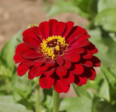 Zinnia ‘Meteor’