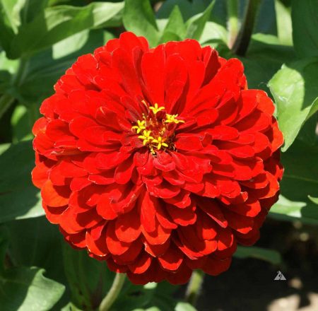 Zinnia-Scarlet-ZESC-1401