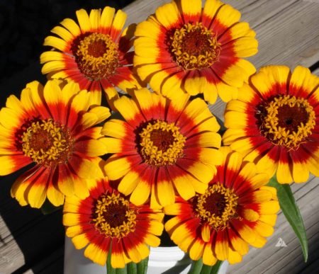 Zinnia 'Sombrero'