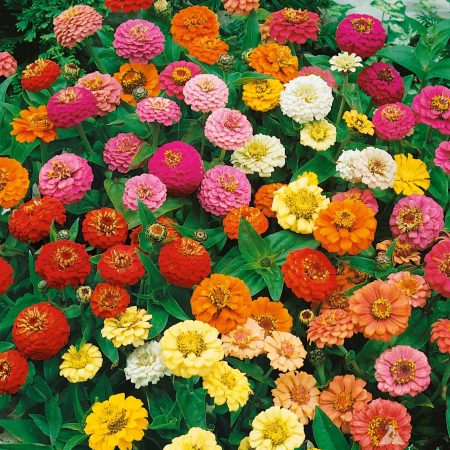 Zinnia Thumbelina