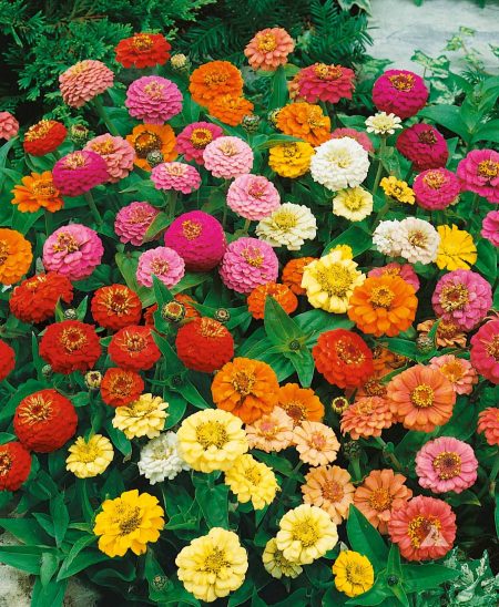 Zinnia Thumbelina