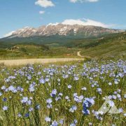 Foothills Pollinator Mix