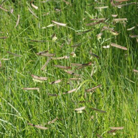 Grass Seeds