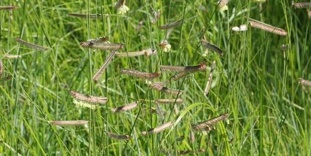 Grass Seeds