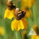 High Plains Pollinator Mix