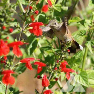 Hummingbird Flower Mixture