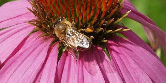 Pollinator Seed Mixes